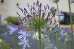 2009-05-30_15-11-00_DSC_1924.jpg
