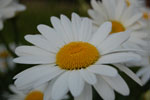 2009-06-01_19-11-53_DSC_2153.jpg