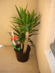 2009-06-05_20-59-19_DSC06758.jpg