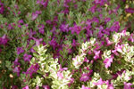 2009-06-06_17-24-32_DSC_2412.jpg