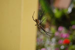 2009-06-11_17-10-33_DSC_2709.jpg