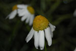 2009-06-21_18-55-58_DSC_3302.jpg