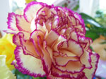 2009-06-24_14-14-07_IMGP7591.jpg