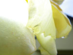 2009-06-24_18-24-04_IMGP7597.jpg