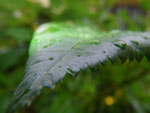 2009-06-24_18-24-25_IMGP7599.jpg