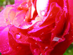 2009-06-24_18-26-41_IMGP7608.jpg