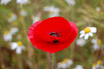 2009-06-25_15-37-06_DSC_3323.jpg