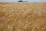2009-06-25_15-41-33_DSC_3334.jpg