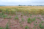2009-06-25_15-42-03_DSC_3337.jpg