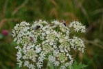 2009-06-25_15-49-22_DSC_3350.jpg