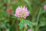 2009-06-25_15-53-51_DSC_3381.jpg