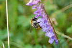 2009-06-25_15-56-49_DSC_3390.jpg
