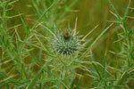 2009-06-25_15-58-06_DSC_3397.jpg