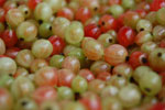 2009-06-28_16-42-53_DSC_3488.jpg