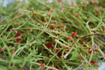 2009-06-28_16-43-05_DSC_3489.jpg