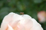 2009-06-28_16-44-02_DSC_3493.jpg