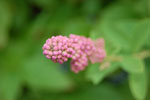 2009-06-28_16-45-55_DSC_3501.jpg