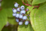 2009-06-28_16-46-52_DSC_3503.jpg