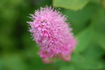 2009-06-28_16-48-08_DSC_3504.jpg