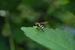 2009-06-28_16-50-14_DSC_3512.jpg