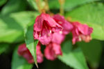 2009-06-28_17-10-22_DSC_3530.jpg