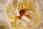 2009-06-28_17-12-26_DSC_3539.jpg