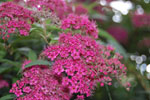 2009-06-28_17-19-49_DSC_3602.jpg