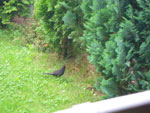 2009-06-29_13-25-04_IMGP7704.jpg