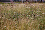 2009-06-30_16-48-34_DSC_3756.jpg