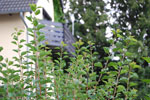 2009-07-01_16-33-06_DSC_3833.jpg