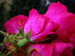 2009-07-01_18-19-19_IMGP7749.jpg