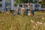 2009-07-03_16-34-19_DSC_3880.jpg
