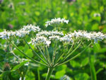2009-07-03_18-45-38_IMGP7782.jpg