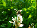 2009-07-03_18-45-55_IMGP7784.jpg