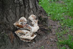 2009-07-07_18-15-07_DSC_4156.jpg