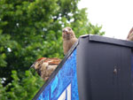 2009-07-10_17-33-44_IMGP8267.jpg