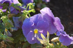 2009-07-11_20-14-09_DSC_4735.jpg