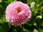 2009-07-16_18-14-18_IMGP8605.jpg