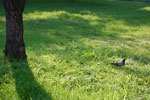 2009-07-17_18-04-50_DSC_4988.jpg