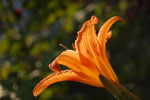2009-07-17_18-08-53_DSC_5000.jpg