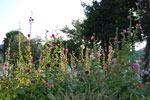 2009-07-17_18-12-42_DSC_5020.jpg