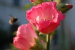 2009-07-17_18-14-33_DSC_5022.jpg