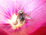 2009-07-17_18-15-08_IMGP8685.jpg