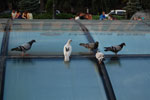 2009-07-17_19-43-10_DSC_5173.jpg