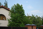 2009-07-19_18-40-18_DSC_5220.jpg