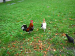 2009-07-20_11-11-08_IMGP8785.jpg