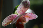 2009-07-27_13-12-01_DSC_5835.jpg