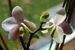 2009-07-27_13-13-11_DSC_5836.jpg