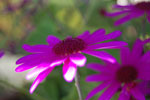 2009-07-27_13-14-53_DSC_5843.jpg