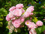 2009-08-07_15-28-17_IMGP9170.jpg
